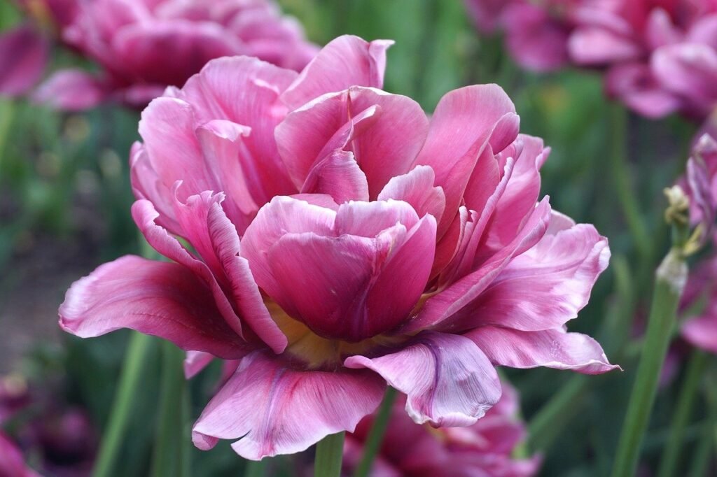 pink, tulip, flower-8563759.jpg